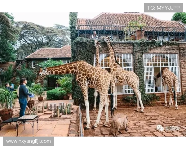 足球球星小鹿的故乡在哪里他的成长背景和成就揭秘